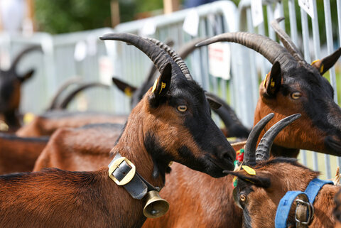 Bauernherbstfest Ziegen