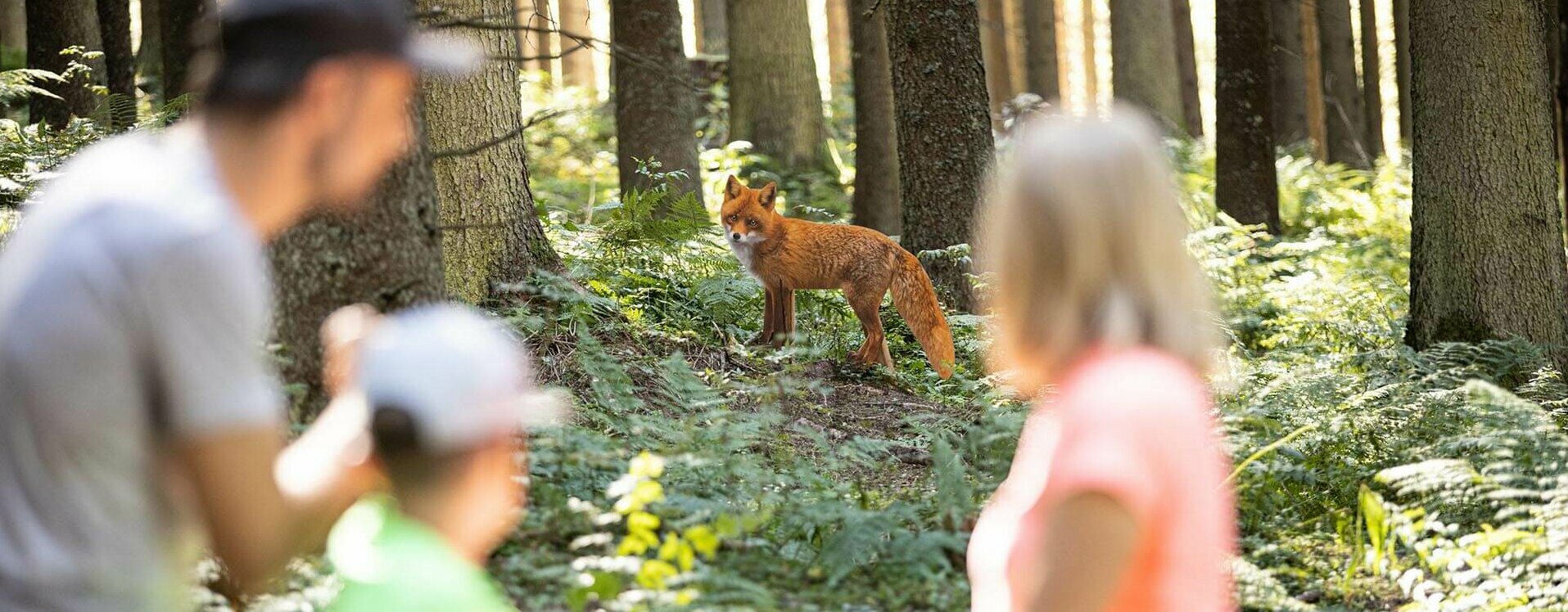 Eine Familie beobachtet einen Fuchs im Wald