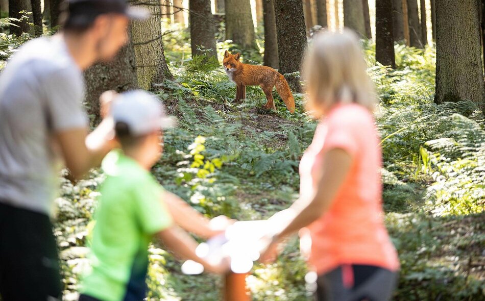Eine Familie beobachtet einen Fuchs im Wald