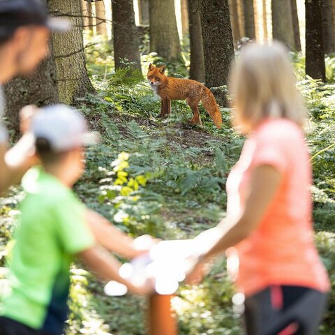 Eine Familie beobachtet einen Fuchs im Wald