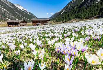 Krokusblüte im Krimmler Achental