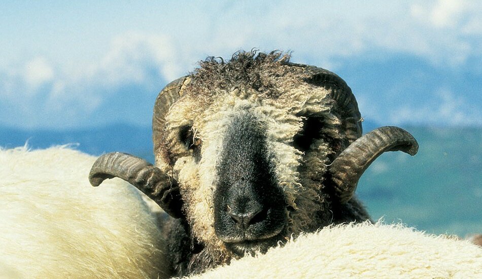 Ein Schaf mit dickem Fell.