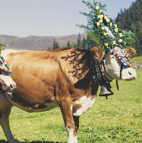 Kühe mit Kopfschmuck für den Almabtrieb