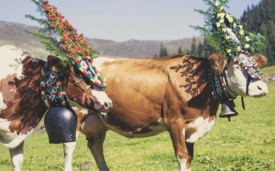 Kühe mit Kopfschmuck für den Almabtrieb