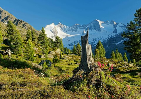 Ein Blick auf eine grüne Landschaft mit verschneiten Bergen im Hintergrund