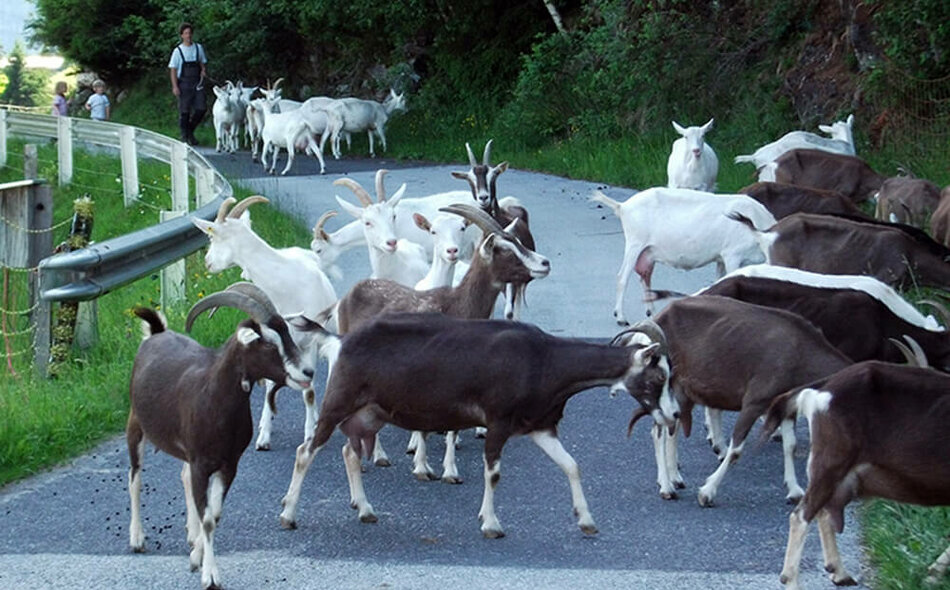 Ziegen laufen eine Straße entlang
