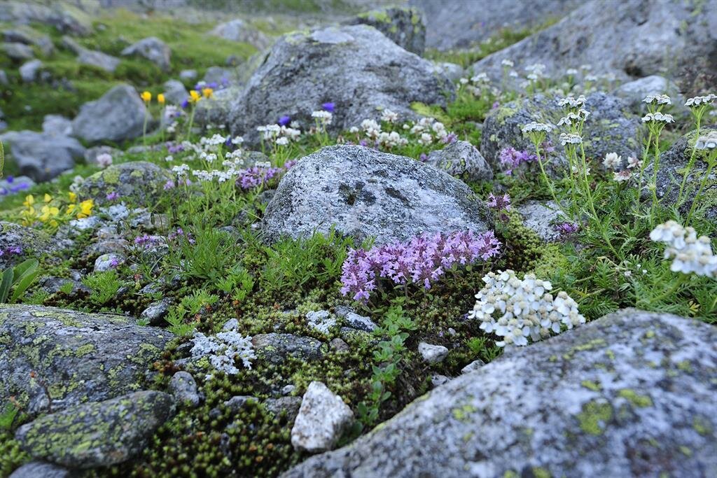Erlebnis-Honigbienen.jpg