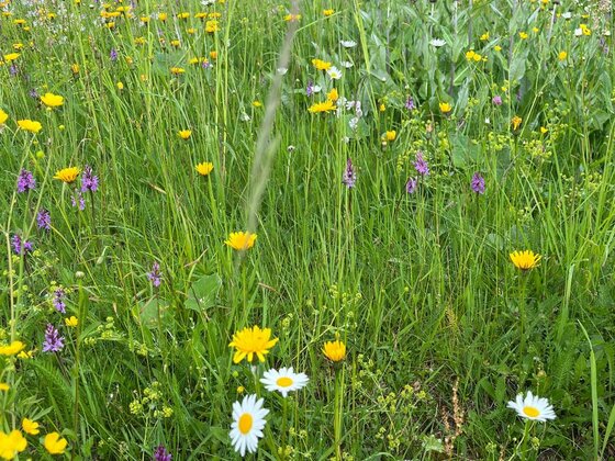 PHYTOTHERAPIE – DIE KRAFT DER KRÄUTER