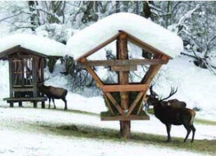 Wildtierbeobachtung bei der Schaufütterung im Habachtal